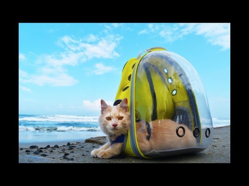 Travel with Cat from UK to Europe