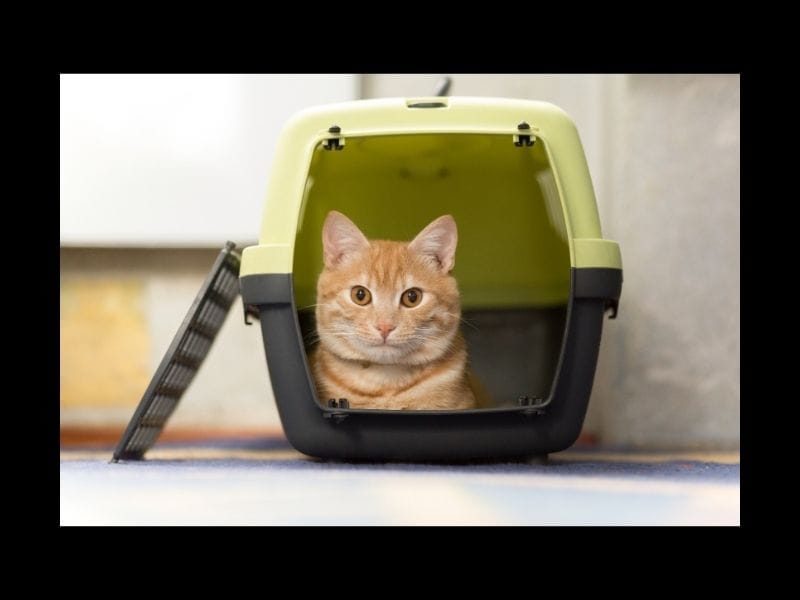 Travel with Cat from UK to Europe