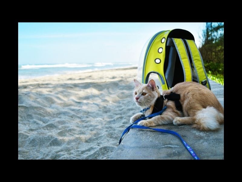 Travel with Cat from UK to Europe