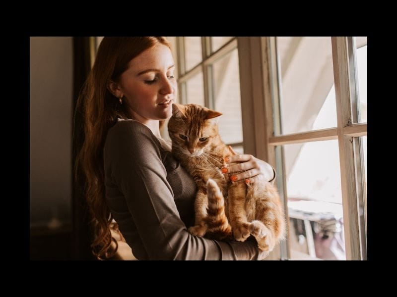 Travel with Cat from UK to Europe