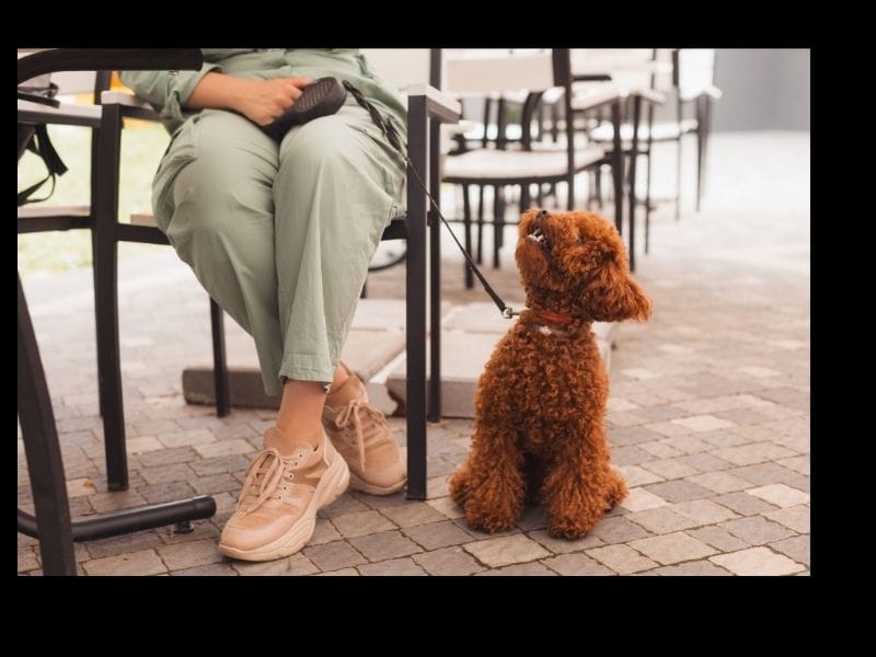 Are Travelodges Dog Friendly