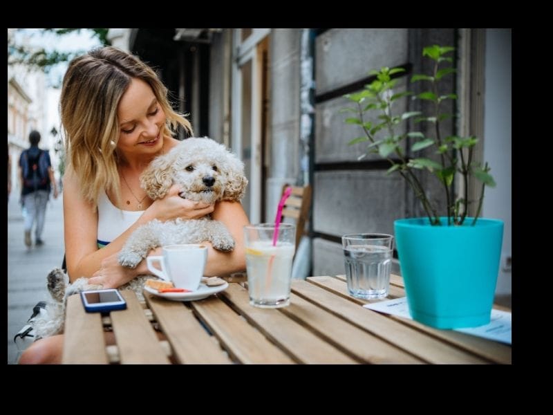 Are Travelodges Dog Friendly