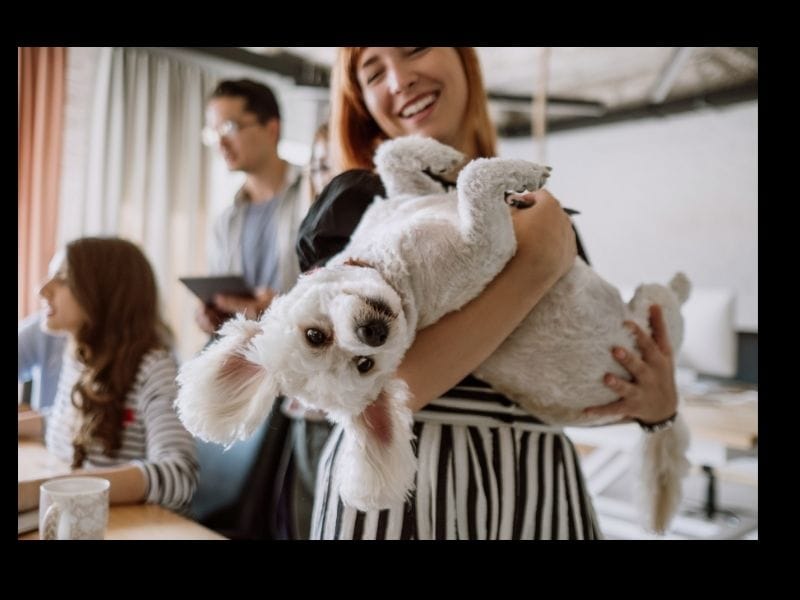 Are Travelodges Dog Friendly