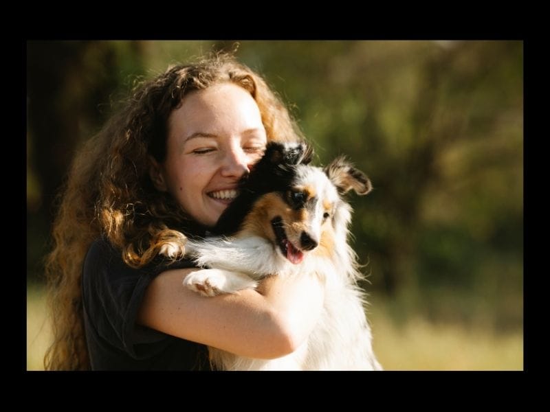 Are Travelodges Dog Friendly